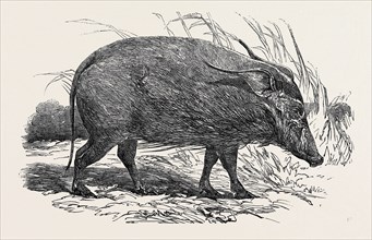 CHOIROPOTAMUS, OR RED HOG OF THE CAMEROONS, IN THE GARDENS OF THE ZOOLOGICAL SOCIETY, REGENT'S