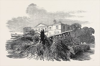 CEDAR STRUCK BY LIGHTNING, AT HENLEY-UPON-THAMES, 1852