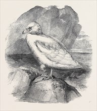 THE SNOWBIRD, IN THE GARDENS OF THE ZOOLOGICAL SOCIETY