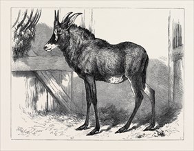 THE EQUINE ANTELOPE OF NUBIA, IN THE GARDENS OF THE ZOOLOGICAL SOCIETY, LONDON, 1879