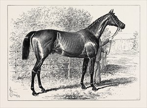 ISONOMY, WINNER OF THE ASCOT CUP, 1879