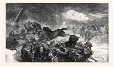 "A STAMPEDE FROM A WOLF," BY S.J. CARTER, IN THE EXHIBITION OF THE ROYAL ACADEMY, 1867