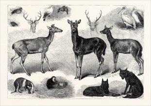 NEW ANIMALS AND BIRDS IN THE ZOOLOGICAL SOCIETY'S GARDENS, REGENT'S PARK, LONDON, UK, 1867