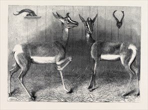 ANTELOPES FROM SOUDAN IN THE GARDENS OF THE ZOOLOGICAL SOCIETY, LONDON, UK