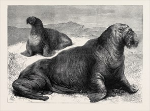 THE WALRUS, RECENTLY ADDED TO THE COLLECTION OF THE ZOOLOGICAL SOCIETY IN REGENT'S PARK, LONDON,