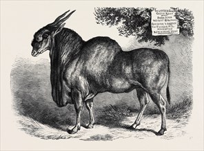 THE ELAND AT THE SMITHFIELD CLUB CATTLE SHOW, 1867