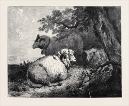 "SHEEP," BY MORLAND, IN THE INTERNATIONAL EXHIBITION, 1862
