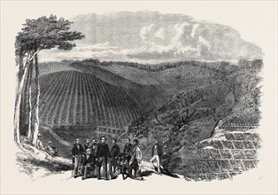 PERUVIAN BARK TREE PLANTATIONS IN THE NEILGHERRY HILLS, INDIA: SIR WILLIAM DENISON, GOVERNOR OF