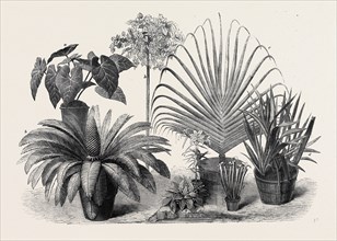 GROUP OF RARE PLANTS AT THE LATE INTERNATIONAL HORTICULTURAL EXHIBITION, SOUTH KENSINGTON, LONDON,