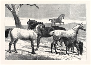 PRIZE HORSES AT THE HORSE SHOW IN THE AGRICULTURAL HALL, ISLINGTON, UK, 1866