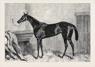 "TORMENTOR", THE WINNER OF THE OAKS, 1866