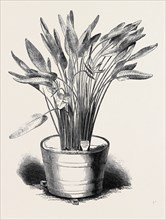 STRELITZIA REGINAE, IN FLOWER, AT KEW GARDENS