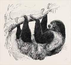 SLOTH AT THE ZOOLOGICAL GARDENS, REGENT'S PARK