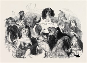 THE DOG BILL COMMITTEE, DRAWN BY T. LANDSEER