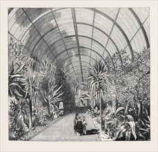 THE GREAT CHATSWORTH CONSERVATORY: THE INTERIOR, FROM THE CENTRAL WALK