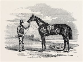 "FOIGH-A-BALLAGH," THE WINNER OF THE GREAT ST. LEGER AND GRAND DUKE MICHAEL STAKES, DRAWN BY
