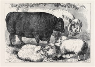 PRIZE CATTLE AND SHEEP AT THE SMITHFIELD CLUB SHOW, 1871