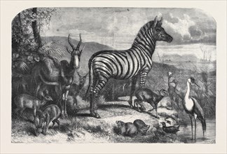 GROUP OF ANIMALS LATELY RECEIVED AT THE GARDENS OF THE ZOOLOGICAL SOCIETY, REGENT'S PARK; STEINBOK,