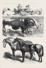 PRIZE ANIMALS AT THE ROYAL AGRICULTURAL SOCIETY'S SHOW AT LEEDS, JULY 27, 1861
