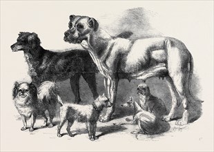 PRIZE DOGS AT THE LEEDS SHOW, AUGUST 3, 1861
