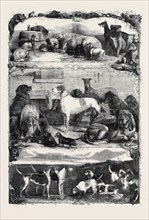 THE EXHIBITION OF SPORTING AND OTHER DOGS AT THE HORSE REPOSITORY, HOLBORN: PRIZE ANIMALS