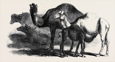 BUFFALOES AND CAMELS FROM THE ROYAL DOMAIN OF SAN BOSSORE, ANIMALS AT THE FLORENCE EXHIBITION