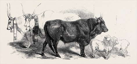 PAIR OF OXEN FROM THE ROYAL DOMAIN OF THE VAL DI CHIANA, OX OF PISAN RACE, SHEEP OF THE GINESTRE