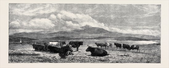 "CATTLE ON THE SANDS, NEAR PORT MADOC, NORTH WALES," BY H.B. WILLIS, IN MR. FLATOU'S COLLECTION