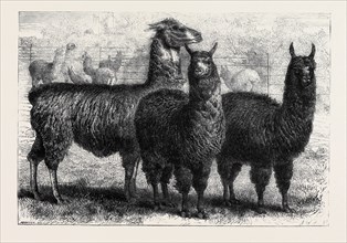 MR. LEDGER'S ALPACAS AND LLAMAS AT SOPHIENBURG, THE SEAT OF MR. ATKINSON, NEW SOUTH WALES