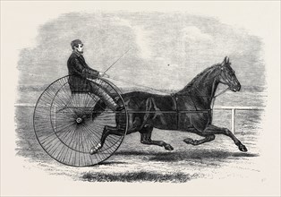 JACKEY, THE WINNER OF THE LATE AINTREE TROTTING STAKES AT LIVERPOOL