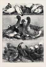 PRIZE POULTRY AND PIGEONS AT THE BIRMINGHAM EXHIBITION, DRAWN BY HARRISON WEIR