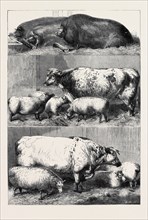 PRIZE CATTLE AT THE SMITHFIELD CLUB CATTLE SHOW, DRAWN BY HARRISON WEIR