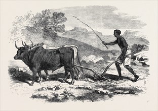 THE ABYSSINIAN EXPEDITION: A NATIVE PLOUGHING IN THE PROVINCE OF TIGRE, 1868