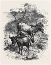 "THE POETRY OF NATURE," SELECTED AND ILLUSTRATED BY HARRISON WEIR: THE YOUNG ASS