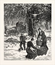 THE GREAT OCTOBER STORM, FARMERS HASTILY GATHERING THEIR APPLES IN THE FACE OF THE SNOW-STORM IN