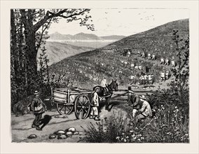 CALIFORNIA: OUR NATIONAL INDUSTRIES: GRAPE-CULTURE IN THE SONOMA VALLEY