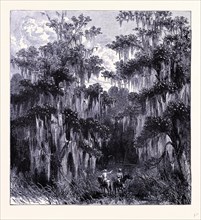 Magnolia swamp, United States of America