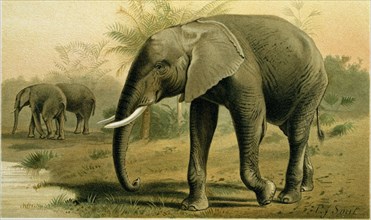 AFRICAN ELEPHANT.