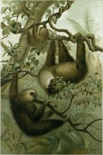 THE TWO-TOED SLOTH