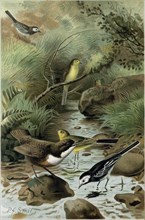 DIPPER, PIED WAGTAIL AND YELLOW WAGTAIL
