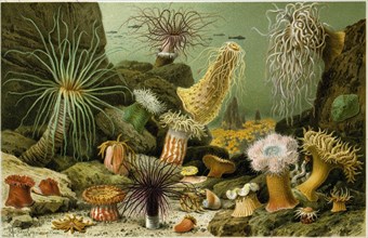 SEA ANEMONES