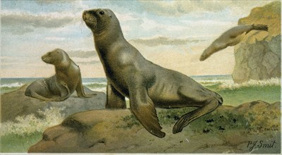 HOOKER'S SEA LION