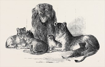 FAMILY OF LIONS IN THE GARDENS OF THE CLIFTON AND BRISTOL ZOOLOGICAL SOCIETY