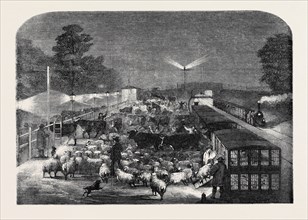 CHRISTMAS CATTLE ARRIVING AT TOTTENHAM STATION, EASTERN COUNTIES RAILWAY
