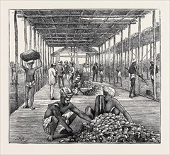 THE CEYLON PEARL FISHERY, THE GOVERNMENT KOTTOO