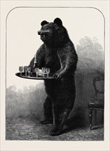 "A DUMB WAITER" BEAR SHOT BY LORD SUFFIELD IN RUSSIA DURING THE MARRIAGE FESTIVITIES OF THE DUKE OF