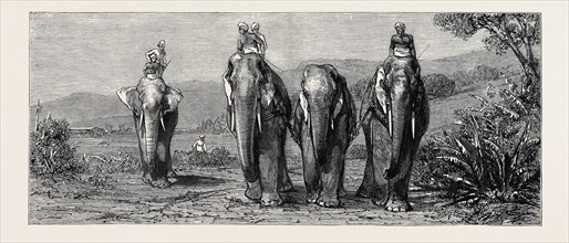 ELEPHANT HUNTING IN CEYLON: REMOVAL OF CAPTIVE ELEPHANT