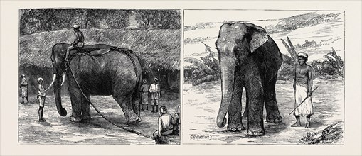 ELEPHANT HUNTING IN CEYLON: LEFT IMAGE: A TAME ELEPHANT DRAGGING TIMBER, RIGHT IMAGE: A SACRED