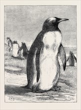 THE PENGUIN FROM THE FALKLAND ISLES RECENTLY PLACED IN THE ZOOLOGICAL GARDENS