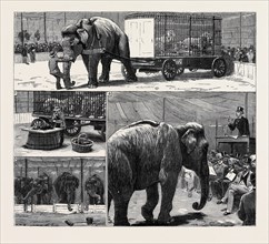 THE SALE BY AUCTION OF MYERS' "GREAT AMERICAN CIRCUS AND HIPPODROME": 1. Dragging the Lions into